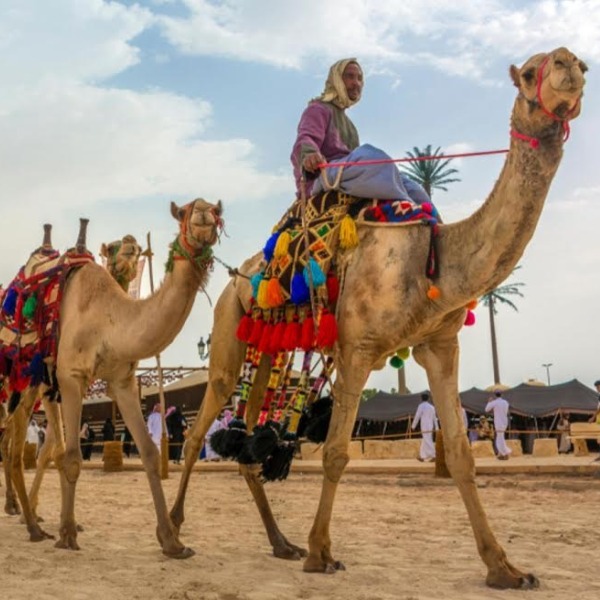 Уникальный фестиваль в Саудовской Аравии, где главные «звезды» - верблюды