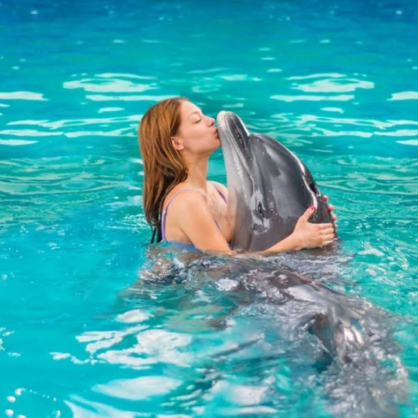 В Заливе Островов Новой Зеландии запретили плавать с дельфинами