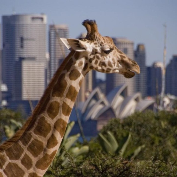 В зоопарке Сиднея можно теперь и заночевать