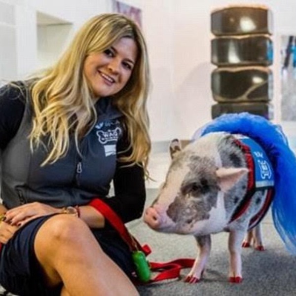 Свинотерапия для путешественников по-американски