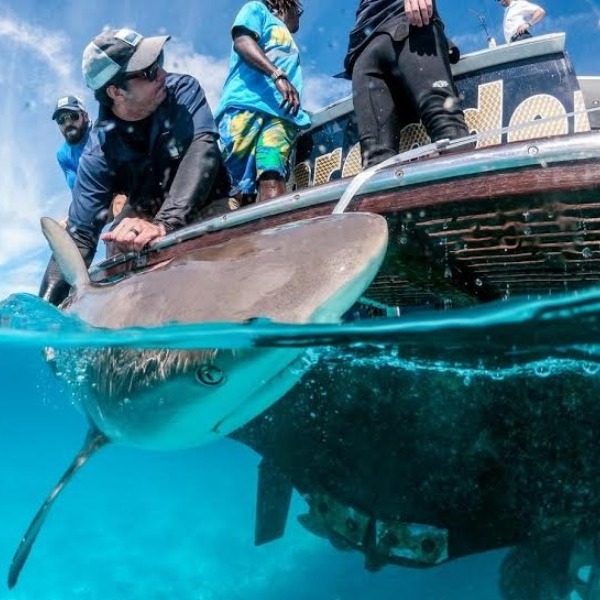 На острове Грейт-Эксума туристы помогут исследовать жизнь акул